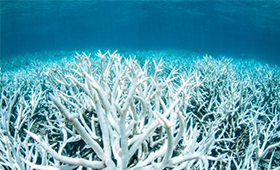 Destruction of Marine Ecosystems in the Coral Triangle: A Real Threat to Life and the Future