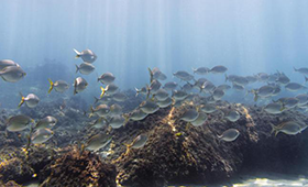 Food Security Crisis in the Coral Triangle: A Real Threat from the Neglected Sea